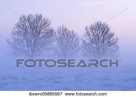 Stock Photo - Three bare trees in a misty winter landscape, Lower Saxony, Germany, Europe. Fotosearch