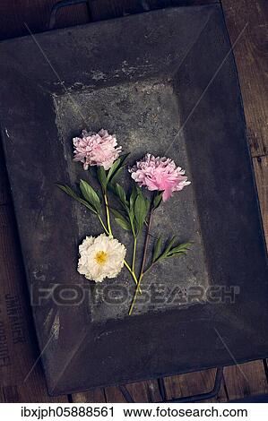 Stock Image - Three peonies in an embers tub on vintage wooden boxes. Fotosearch