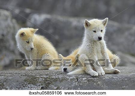 Stock Photograph - Three young Greenlandic dogs sitting on a rock slab, puppies, Qeqertarsuaq, disco island, Greenland, North America. Fotosearch