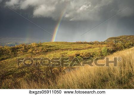 Thunderstorm with double rainbow and dramatic clouds with yellow grass on hills in autumn, Nesna, Nordland, Norway, Europe View Large Photo Image Stock Image - Thunderstorm with double rainbow and dramatic clouds with yellow grass on hills in autumn, Nesna, Nordland, Norway, Europe. Fotosearch