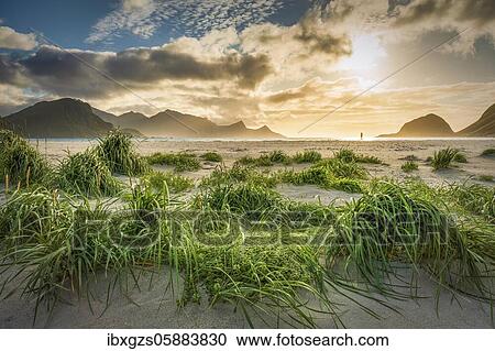 Stock Image - Tiny person walks in atmospheric backlight on white sandy beach, in front green grass tufts, Haukland beach, Leknes, Lofoten, Nordland, Norway, Europe. Fotosearch