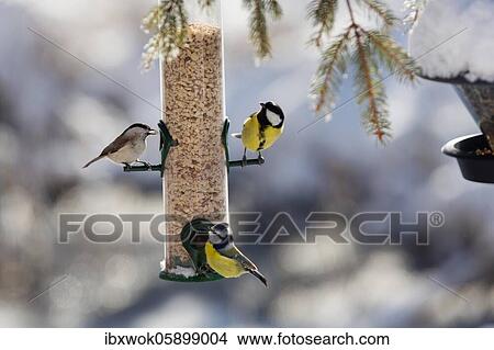 Picture - Tits at feeding place in winter Marsh tit (Parus palustris) Great tit (Parus major) Blue tit (Cyanistes caeruleus) Bavaria, Germany, Europe. Fotosearch