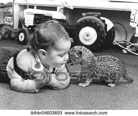 Toddler plays with baby predator, England, Great Britain View Large Photo Image Stock Image - Toddler plays with baby predator, England, Great Britain. Fotosearch