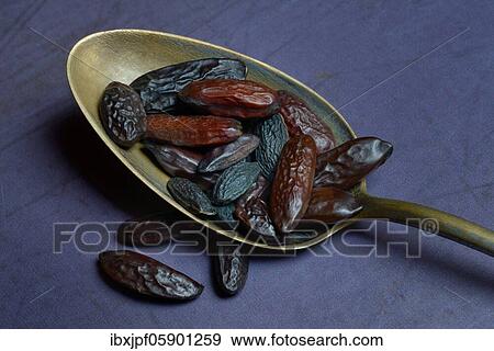 Tonka beans (Dipteryx odorata) in spoon, Germany, Europe View Large Photo Image Stock Photo - Tonka beans (Dipteryx odorata) in spoon, Germany, Europe. Fotosearch