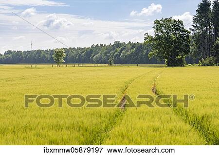 Traces of a tractor, Green barley field in early summer, Upper Bavaria, Bavaria, Munich, Germany, Europe View Large Photo Image Stock Photo - Traces of a tractor, Green barley field in early summer, Upper Bavaria, Bavaria, Munich, Germany, Europe. Fotosearch