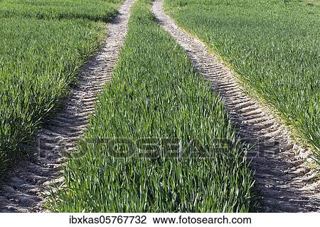 Tractor track in a green field, Lower Rhine, North Rhine-Westphalia, Germany, Europe View Large Photo Image Stock Image - Tractor track in a green field, Lower Rhine, North Rhine-Westphalia, Germany, Europe. Fotosearch