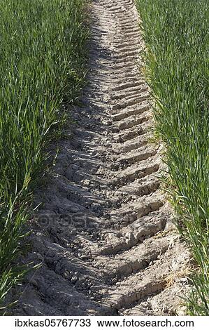 Stock Image - Tractor track in a green field, Lower Rhine, North Rhine-Westphalia, Germany, Europe. Fotosearch