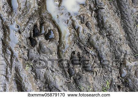 Stock Image - Trail of a dog's paw in the mud, Perlacher Forst, Munich, Upper Bavaria, Bavaria, Germany, Europe. Fotosearch