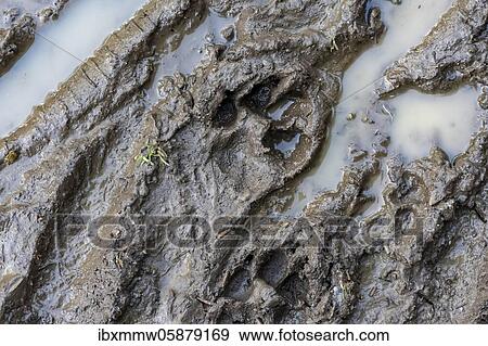 Stock Photo - Trail of a dog's paw in the mud, Perlacher Forst, Munich, Upper Bavaria, Bavaria, Germany, Europe. Fotosearch