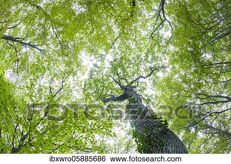 Tree crown, beech ( Fagus sylvatica), primeval forest Baumweg, Lower Saxony State Forests, Oldenburg Münsterland, Emstek, Lower Saxony, Germany, Europe View Large Photo Image Stock Photograph - Tree crown, beech ( Fagus sylvatica), primeval forest Baumweg, Lower Saxony State Forests, Oldenburg Münsterland, Emstek, Lower Saxony, Germany, Europe. Fotosearch