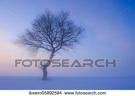 Picture - Tree in melancholic, winterly landscape, blue hour, winter, fog, Vechta, Lower Saxony, Germany, Europe. Fotosearch