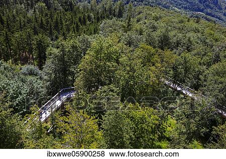 Tree top walk Salzkammergut am Grünberg, Gmunden, Salzkammergut, Upper Austria, Austria, Europe View Large Photo Image Stock Photo - Tree top walk Salzkammergut am Grünberg, Gmunden, Salzkammergut, Upper Austria, Austria, Europe. Fotosearch