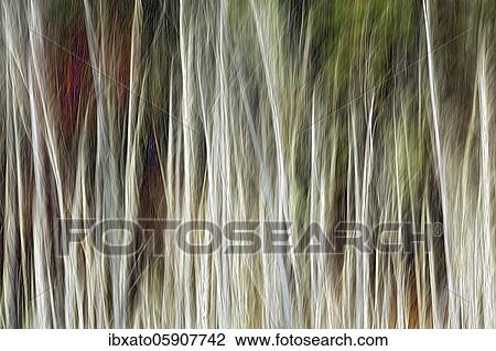 Stock Image - Tree trunks, birch forest in autumn, wipe technique, background image, New England, USA, North America. Fotosearch