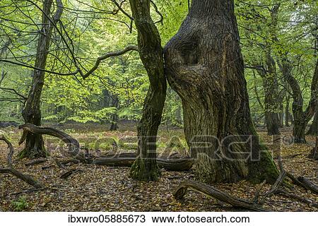 Tree trunks of old trees and dead wood, autumn in the jungle Baumweg, beech forest, hut forest, Lower Saxony State Forests, Oldenburger Münsterland, Emstek, Lower Saxony, Germany, Europe View Large Photo Image Stock Image - Tree trunks of old trees and dead wood, autumn in the jungle Baumweg, beech forest, hut forest, Lower Saxony State Forests, Oldenburger Münsterland, Emstek, Lower Saxony, Germany, Europe. Fotosearch