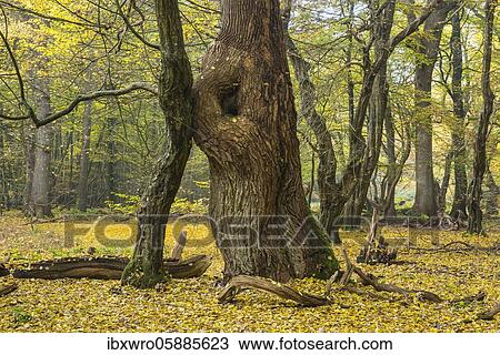 Tree trunks of old trees and deadwood, autumn in the jungle Baumweg, beech forest, hut forest, Lower Saxony State Forests, Oldenburger Münsterland, Emstek, Lower Saxony, Germany, Europe View Large Photo Image Stock Image - Tree trunks of old trees and deadwood, autumn in the jungle Baumweg, beech forest, hut forest, Lower Saxony State Forests, Oldenburger Münsterland, Emstek, Lower Saxony, Germany, Europe. Fotosearch