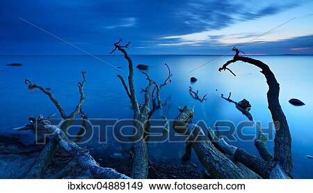 Tree trunks on the beach after sunset, Mönchgut peninsula, Rügen Island, Mecklenburg-Western Pomerania, Germany, Europe View Large Photo Image Stock Photo - Tree trunks on the beach after sunset, Mönchgut peninsula, Rügen Island, Mecklenburg-Western Pomerania, Germany, Europe. Fotosearch