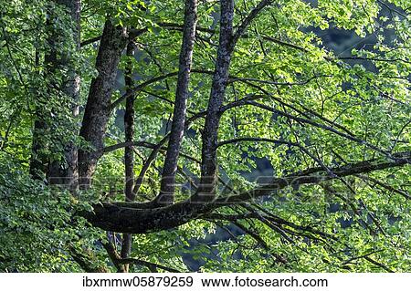 Stock Photo - Tree with lateral branches, green leaves, Perlacher Forst, Munich, Upper Bavaria, Bavaria, Germany, Europe. Fotosearch