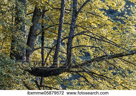 Tree with lateral branches, yellow leaves, Perlacher Forst, Munich, Upper Bavaria, Bavaria, Germany, Europe View Large Photo Image Stock Image - Tree with lateral branches, yellow leaves, Perlacher Forst, Munich, Upper Bavaria, Bavaria, Germany, Europe. Fotosearch