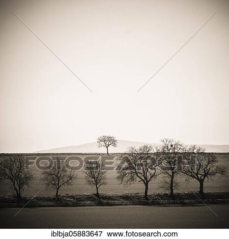 Stock Photo - Trees in early winter, Puy de Dome department, Auvergne-Rhone-Alpes, france. Fotosearch