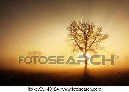 Picture - Trees in morning mist in a meadow with dew, sunrise, near Naumburg, Saxony-Anhalt, Germany, Europe. Fotosearch