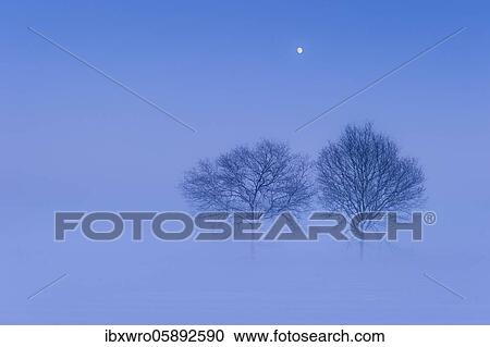 Trees with rising moon in melancholic, winterly landscape, blue hour, winter, fog, Vechta, Lower Saxony, Germany, Europe View Large Photo Image Stock Image - Trees with rising moon in melancholic, winterly landscape, blue hour, winter, fog, Vechta, Lower Saxony, Germany, Europe. Fotosearch