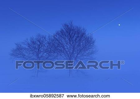 Trees with rising moon in melancholic, winterly landscape, blue hour, winter, fog, Vechta, Lower Saxony, Germany, Europe View Large Photo Image Stock Photo - Trees with rising moon in melancholic, winterly landscape, blue hour, winter, fog, Vechta, Lower Saxony, Germany, Europe. Fotosearch