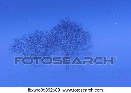 Trees with rising moon in melancholic, winterly landscape, blue hour, winter, fog, Vechta, Lower Saxony, Germany, Europe View Large Photo Image Stock Photo - Trees with rising moon in melancholic, winterly landscape, blue hour, winter, fog, Vechta, Lower Saxony, Germany, Europe. Fotosearch