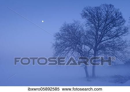 Trees with rising moon in melancholic, winterly landscape, blue hour, winter, fog, Vechta, Lower Saxony, Germany, Europe View Large Photo Image Stock Photography - Trees with rising moon in melancholic, winterly landscape, blue hour, winter, fog, Vechta, Lower Saxony, Germany, Europe. Fotosearch