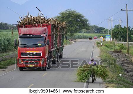 Stock Image - Truck loaded with sugar cane, near Chiclayo, Lambayeque region, Peru, South America. Fotosearch
