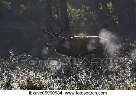 Tube transmitter red deer (Cervus elaphus) during rutting in the morning light, Schleswig-Holstein, Germany, Europe View Large Photo Image Picture - Tube transmitter red deer (Cervus elaphus) during rutting in the morning light, Schleswig-Holstein, Germany, Europe. Fotosearch