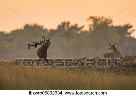 Tube transmitter red deer ( Cervus elaphus) Old animal in rut, De Hoge Veluwe National Park, Netherlands View Large Photo Image Picture - Tube transmitter red deer ( Cervus elaphus) Old animal in rut, De Hoge Veluwe National Park, Netherlands. Fotosearch