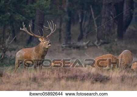 Tube transmitter red deer ( Cervus elaphus) with bald deer in the rut, National Park De Hoge Veluwe, Netherlands View Large Photo Image Picture - Tube transmitter red deer ( Cervus elaphus) with bald deer in the rut, National Park De Hoge Veluwe, Netherlands. Fotosearch
