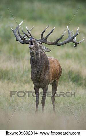 Picture - Tube transmitter red deer ( Cervus elaphus) in rut, Klamptenborg, Copenhagen, Denmark, Europe. Fotosearch