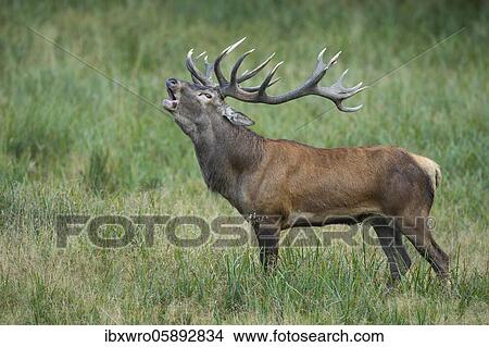 Tube transmitter red deer ( Cervus elaphus) in rut, Klamptenborg, Copenhagen, Denmark, Europe View Large Photo Image Picture - Tube transmitter red deer ( Cervus elaphus) in rut, Klamptenborg, Copenhagen, Denmark, Europe. Fotosearch