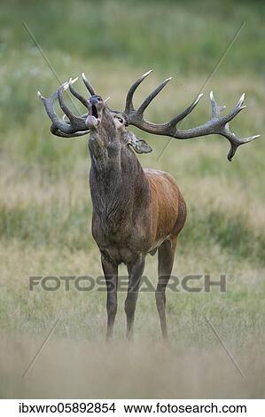 Tube transmitter red deer ( Cervus elaphus) in rut, Klamptenborg, Copenhagen, Denmark, Europe View Large Photo Image Picture - Tube transmitter red deer ( Cervus elaphus) in rut, Klamptenborg, Copenhagen, Denmark, Europe. Fotosearch