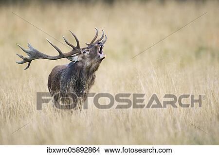 Picture - Tube transmitter red deer ( Cervus elaphus) in rut, Klamptenborg, Copenhagen, Denmark, Europe. Fotosearch