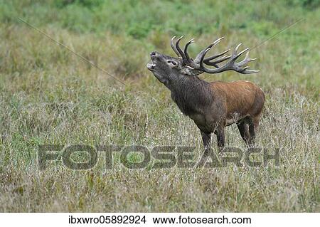 Tube transmitter red deer ( Cervus elaphus) in rut, Klamptenborg, Copenhagen, Denmark, Europe View Large Photo Image Picture - Tube transmitter red deer ( Cervus elaphus) in rut, Klamptenborg, Copenhagen, Denmark, Europe. Fotosearch