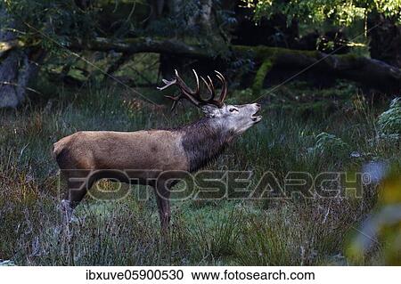 Stock Image - Tube transmitter red deer (Cervus elaphus) rutting season on a forest meadow, Schleswig-Holstein, Germany, Europe. Fotosearch