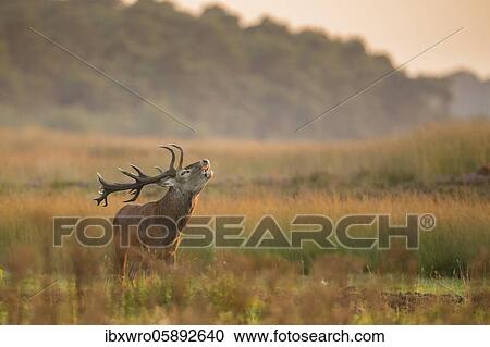 Stock Image - Tube transmitter red deer ( Cervus elaphus) in rut, De Hoge Veluwe National Park, Netherlands. Fotosearch