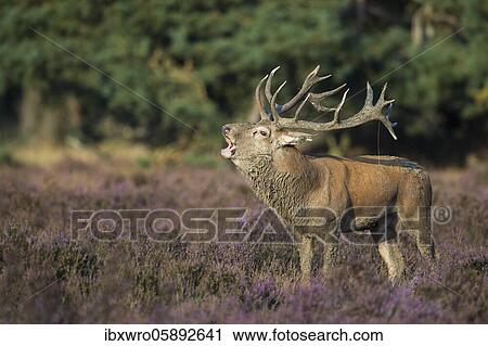 Tube transmitter red deer ( Cervus elaphus) in blooming heath during the rut, National Park De Hoge Veluwe, Netherlands View Large Photo Image Stock Image - Tube transmitter red deer ( Cervus elaphus) in blooming heath during the rut, National Park De Hoge Veluwe, Netherlands. Fotosearch