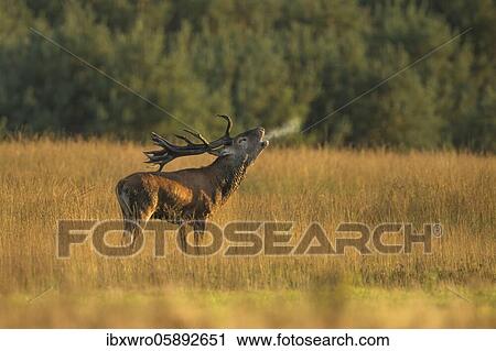 Tube transmitter red deer ( Cervus elaphus) in rut, De Hoge Veluwe National Park, Netherlands View Large Photo Image Stock Image - Tube transmitter red deer ( Cervus elaphus) in rut, De Hoge Veluwe National Park, Netherlands. Fotosearch