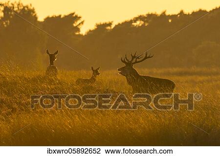 Stock Image - Tube transmitter red deer ( Cervus elaphus) in the red evening rut, National Park De Hoge Veluwe, Netherlands. Fotosearch