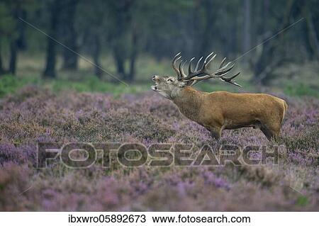 Stock Image - Tube transmitter red deer ( Cervus elaphus) in blooming heath during the rut, National Park De Hoge Veluwe, Netherlands. Fotosearch