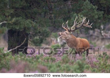 Tube transmitter red deer ( Cervus elaphus) in flowering heath with twig in antlers during rutting, National Park De Hoge Veluwe, Netherlands View Large Photo Image Stock Image - Tube transmitter red deer ( Cervus elaphus) in flowering heath with twig in antlers during rutting, National Park De Hoge Veluwe, Netherlands. Fotosearch