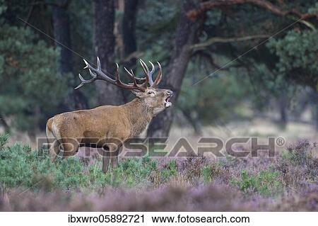 Tube transmitter red deer ( Cervus elaphus) in blooming heath, De Hoge Veluwe National Park, Netherlands View Large Photo Image Stock Image - Tube transmitter red deer ( Cervus elaphus) in blooming heath, De Hoge Veluwe National Park, Netherlands. Fotosearch