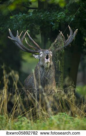 Tube transmitter red deer ( Cervus elaphus) in rut, Klamptenborg, Copenhagen, Denmark, Europe View Large Photo Image Stock Image - Tube transmitter red deer ( Cervus elaphus) in rut, Klamptenborg, Copenhagen, Denmark, Europe. Fotosearch