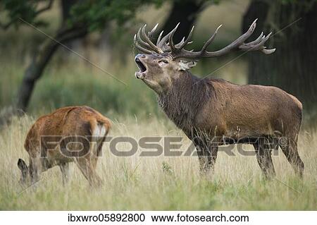 Tube transmitter red deer ( Cervus elaphus) in rut, Klamptenborg, Copenhagen, Denmark, Europe View Large Photo Image Stock Image - Tube transmitter red deer ( Cervus elaphus) in rut, Klamptenborg, Copenhagen, Denmark, Europe. Fotosearch
