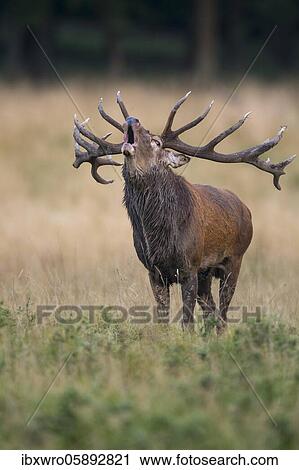 Tube transmitter red deer ( Cervus elaphus) in rut, Klamptenborg, Copenhagen, Denmark, Europe View Large Photo Image Stock Image - Tube transmitter red deer ( Cervus elaphus) in rut, Klamptenborg, Copenhagen, Denmark, Europe. Fotosearch