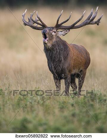 Tube transmitter red deer ( Cervus elaphus) in rut, Klamptenborg, Copenhagen, Denmark, Europe View Large Photo Image Stock Image - Tube transmitter red deer ( Cervus elaphus) in rut, Klamptenborg, Copenhagen, Denmark, Europe. Fotosearch