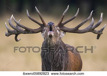 Tube transmitter red deer ( Cervus elaphus) in the rut, portrait, Klamptenborg, Copenhagen, Denmark, Europe View Large Photo Image Stock Image - Tube transmitter red deer ( Cervus elaphus) in the rut, portrait, Klamptenborg, Copenhagen, Denmark, Europe. Fotosearch